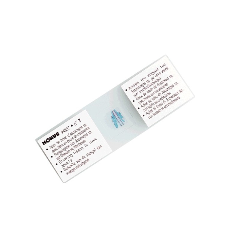 Amostras preparadas BIOLOGY TEACHING...