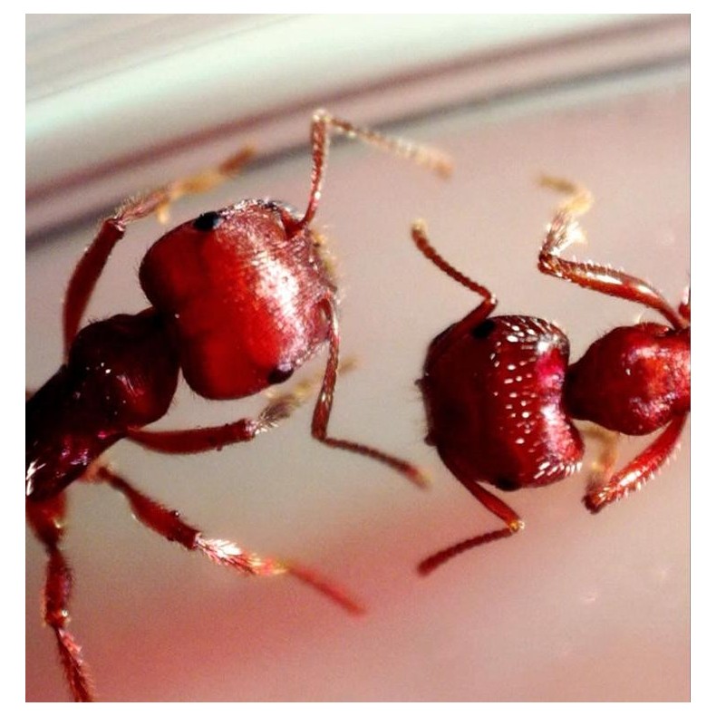 Celestron Microscópio digital...