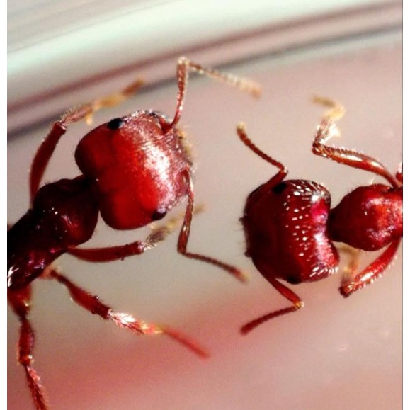 Celestron Microscópio digital portátil Microdirect 1080P HD