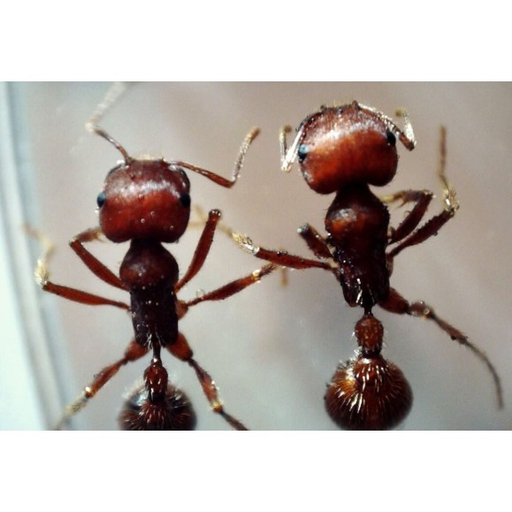 Celestron Microscópio digital portátil Microdirect 1080P HD