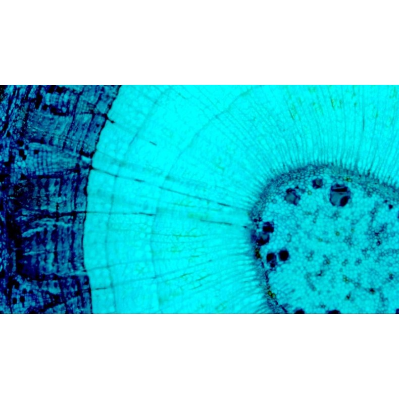 Celestron Microscópio digital...