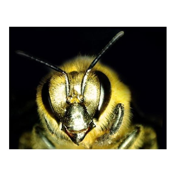 Celestron Microscópio digital portátil Microdirect 1080P HD