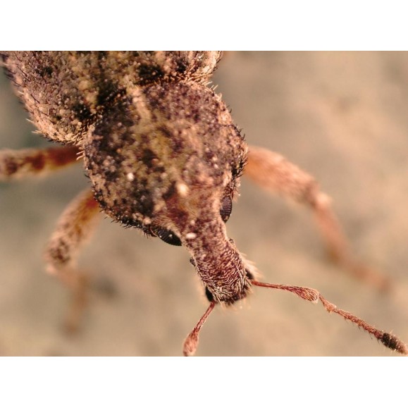 Microscópio digital Celestron FlipView LCD