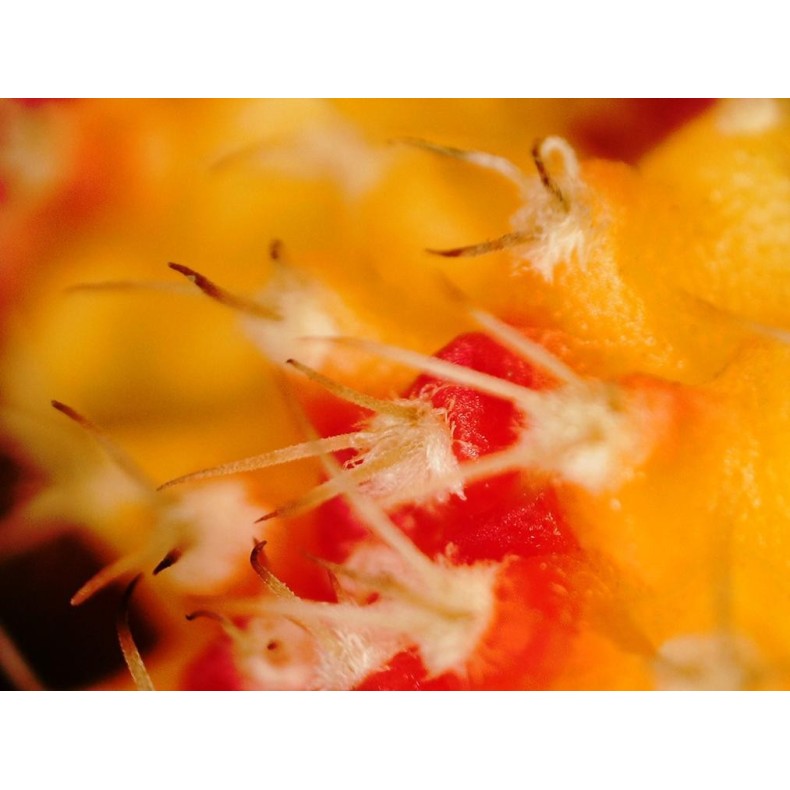 Microscópio digital Celestron... Microscópio digital Celestron...