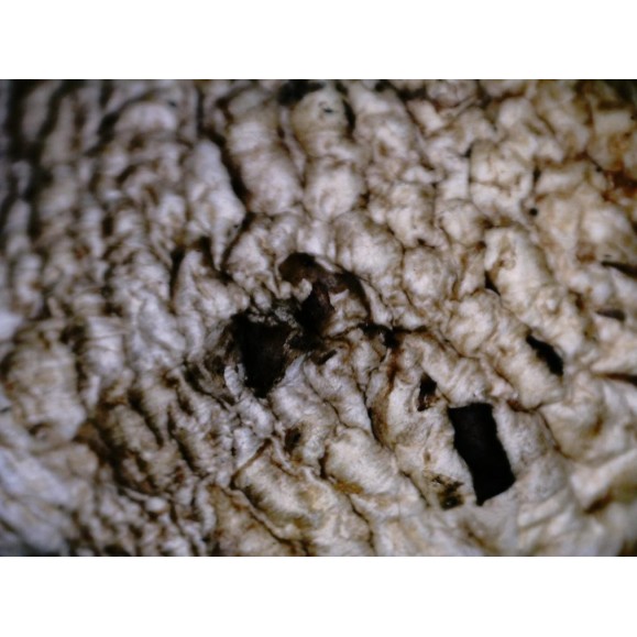 Microscópio digital Celestron FlipView LCD