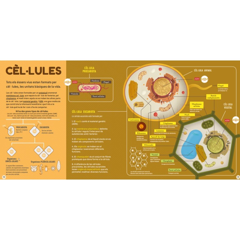 Microbis (EN CATALÀ)