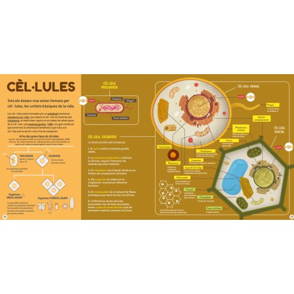 Microbis (EN CATALÀ)