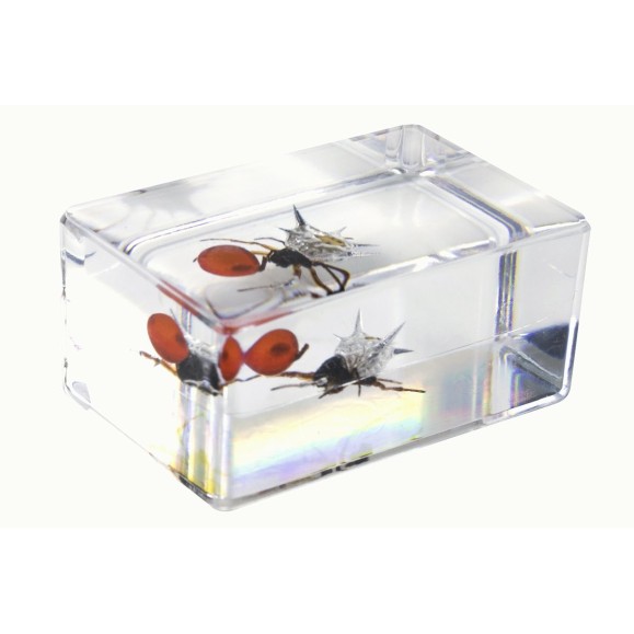 Kit de preparações 3D para insectos n.º 4