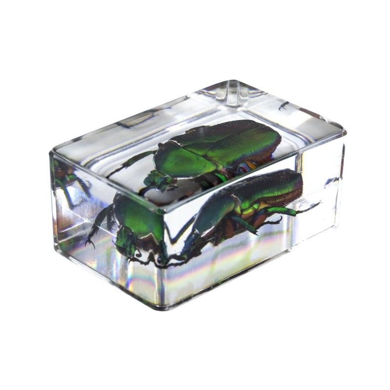 Kit de preparações 3D para insectos... Kit de preparações 3D para insectos...