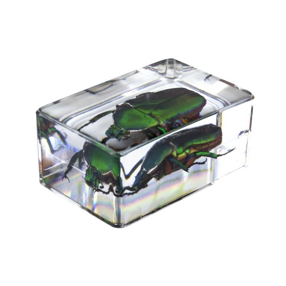 Kit de preparações 3D para insectos n.º 4