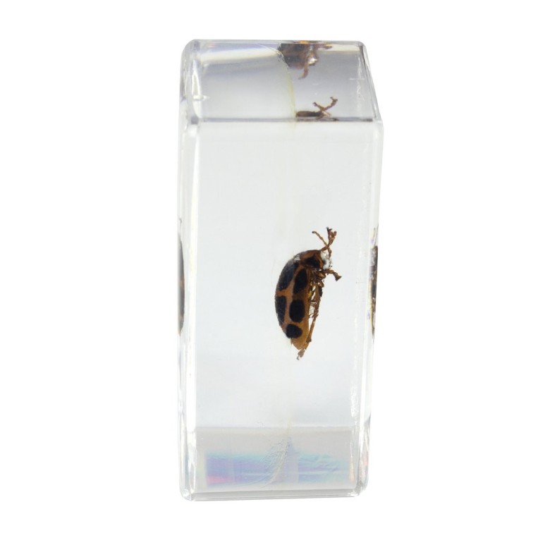 New 2025 Insect Pepaation Kit, Classoom Insect Pepaation