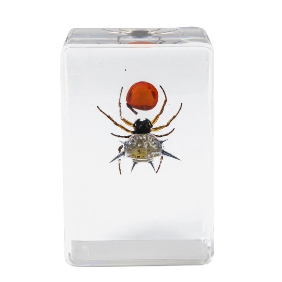 Kit de preparações 3D para insectos n.º 4