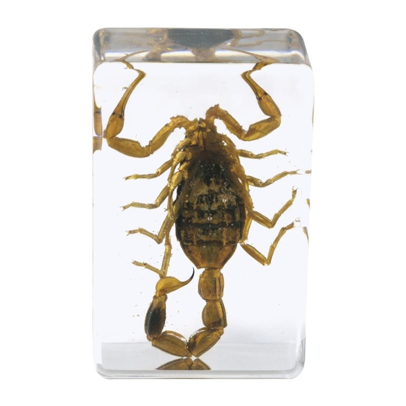 Kit de preparações 3D para insectos... Kit de preparações 3D para insectos...