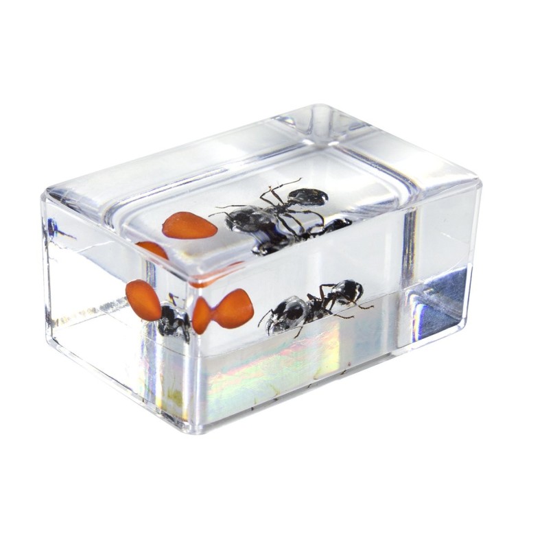 Kit de preparações 3D para insectos... Kit de preparações 3D para insectos...