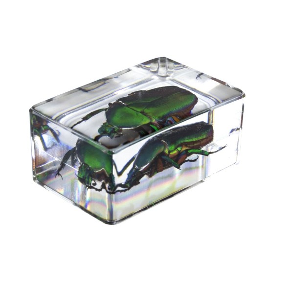 Kit de preparações 3D para insectos n.º 5