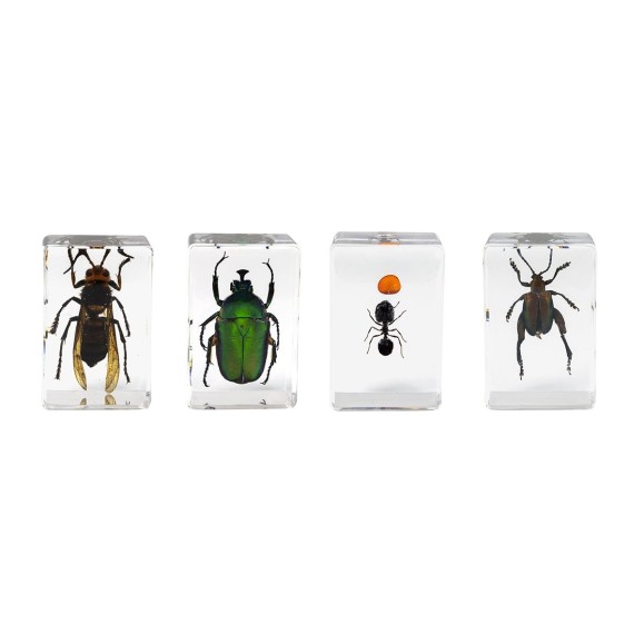 Kit de preparações 3D para insectos n.º 5