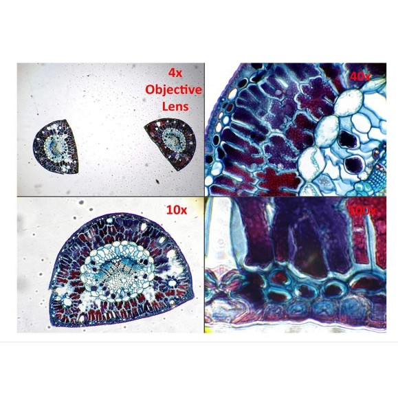 Dino-Lite Câmara ocular AM7025X