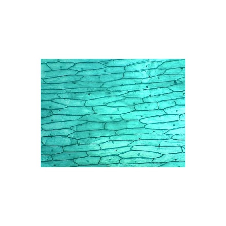 Omegon Câmara USB Telemikro USB