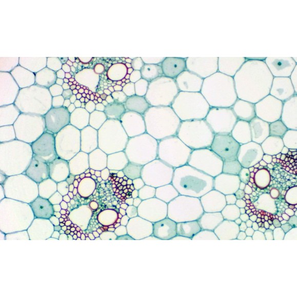 Câmara ocular BRESSER MikrOkular Full HD