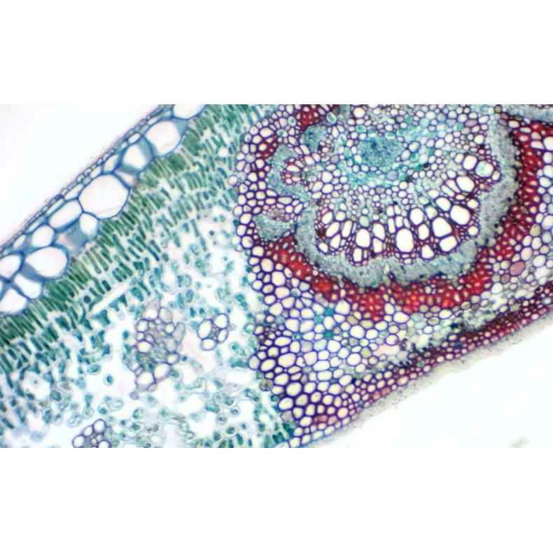 Câmara ocular BRESSER MikrOkular Full HD