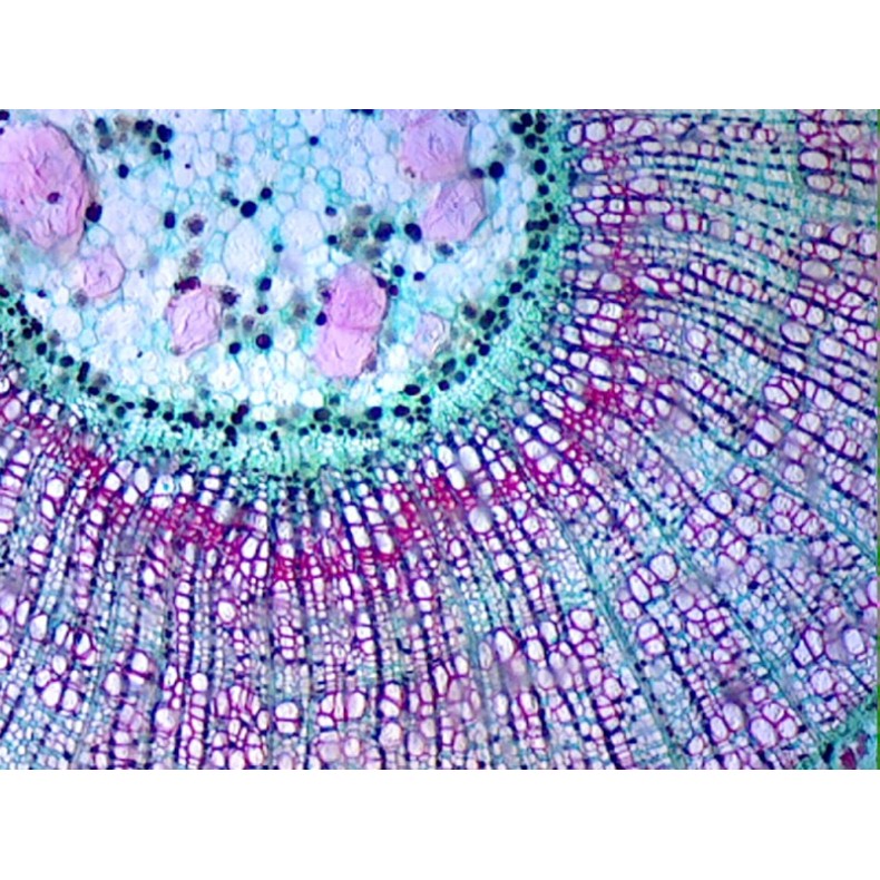 Caja de preparaciones 25 unidades