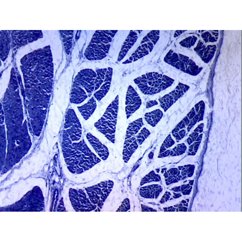 Caja de preparaciones 25 unidades