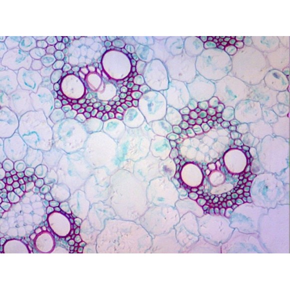 Caja de preparaciones 100 unidades Caja de preparaciones 100 unidades