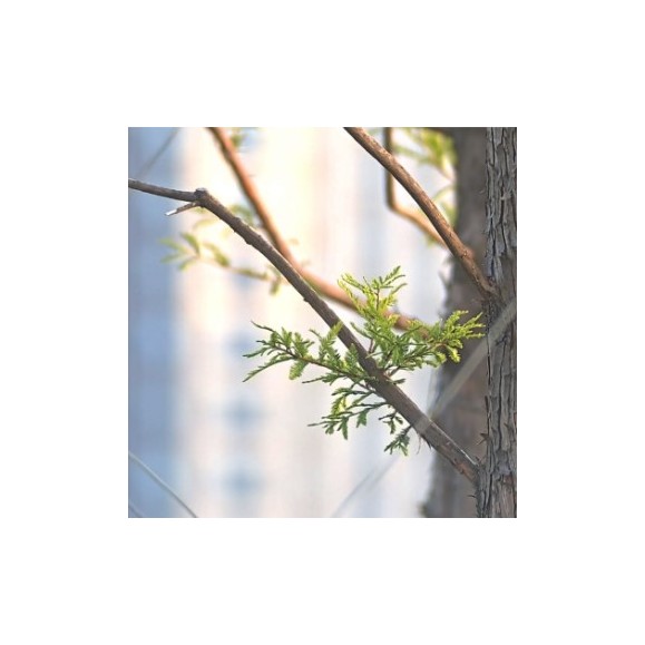 Telescópio refrator tripleto apocromático SeeStar S50