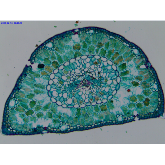 TOUPTEK ToupCam WUCAM 720PA, cor, CMOS, 1/2,5", 2,2 µm, 30 fps, 720 P, WiFi/USB