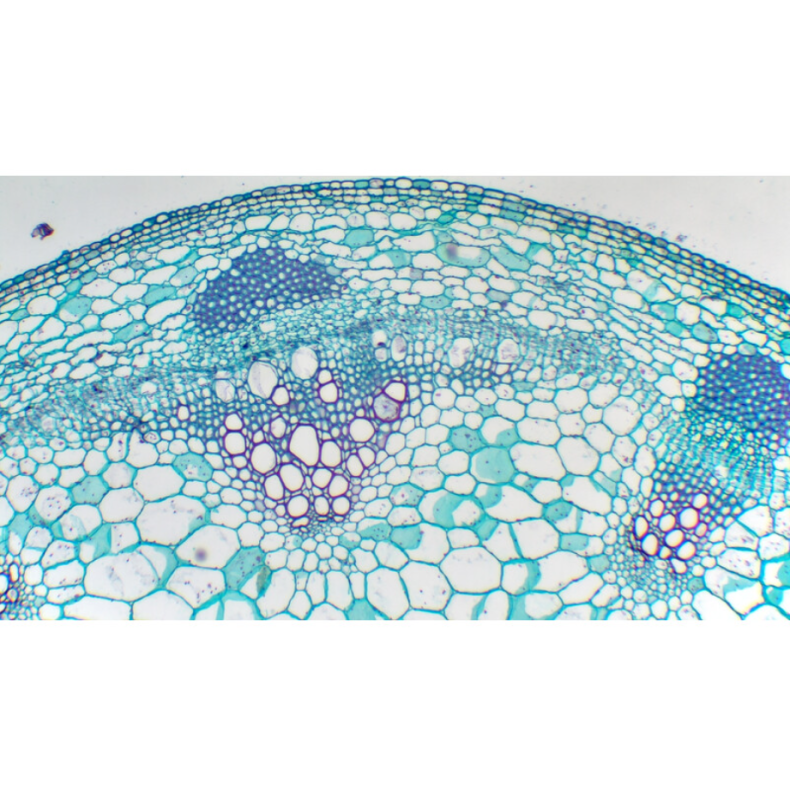 TOUPTEK ToupCam X7CAM4K Câmara de... TOUPTEK ToupCam X7CAM4K Câmara de...