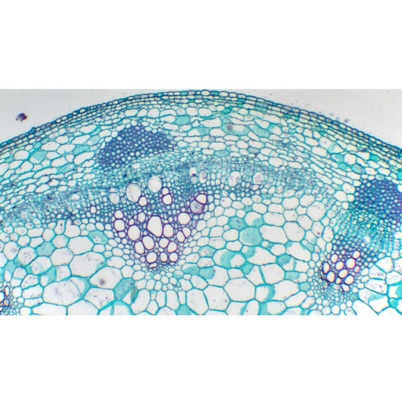 TOUPTEK ToupCam X7CAM4K Câmara de 8MPB, a cores, CMOS, 1/1,2, 2,9 µm, 75 fps, 8 MP, HDMI/LAN/USB