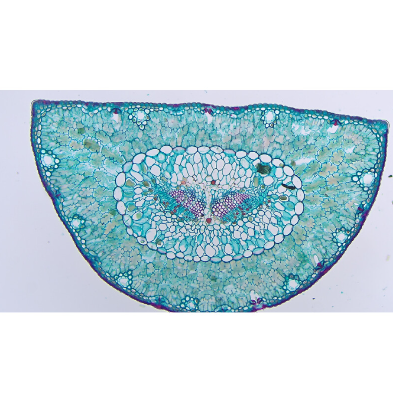 TOUPTEK ToupCam XCAM4K 16MPA, cor,...