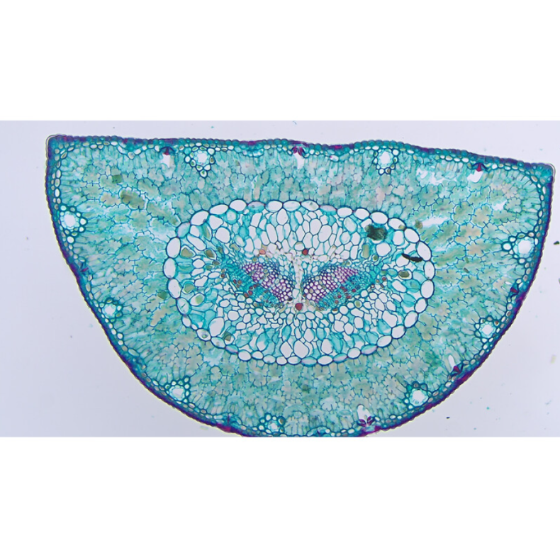 Câmara TOUPTEK ToupCam XCAM4K 8MPA,... Câmara TOUPTEK ToupCam XCAM4K 8MPA,...