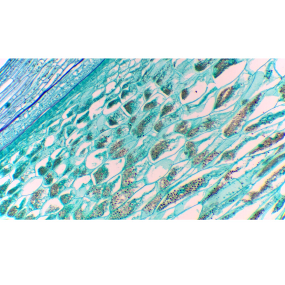 TOUPTEK ToupCam XCAMLITE1080P Uma câmara, a cores, CMOS, 1/2,8", 2,9µm, 60fps, 2 MP, HDMI