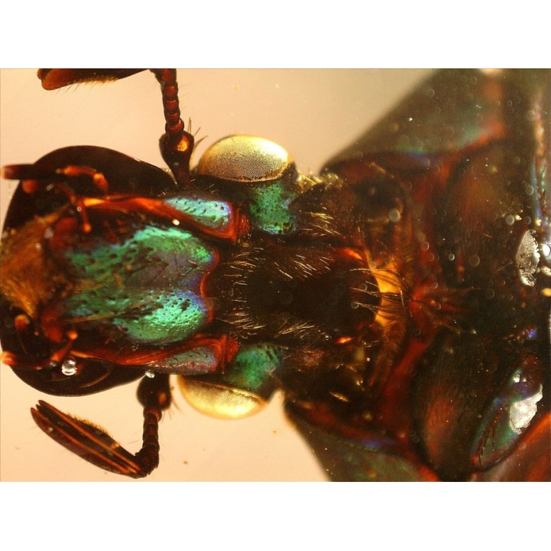 Celestron Microscópio Digital de Mão...