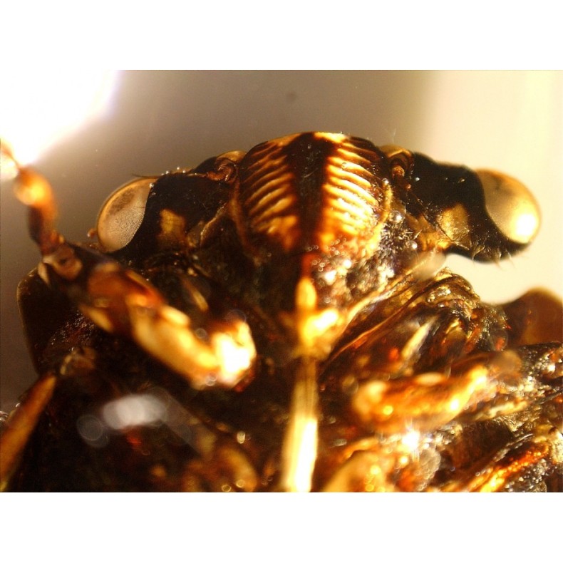 Celestron Microscópio Digital de Mão...