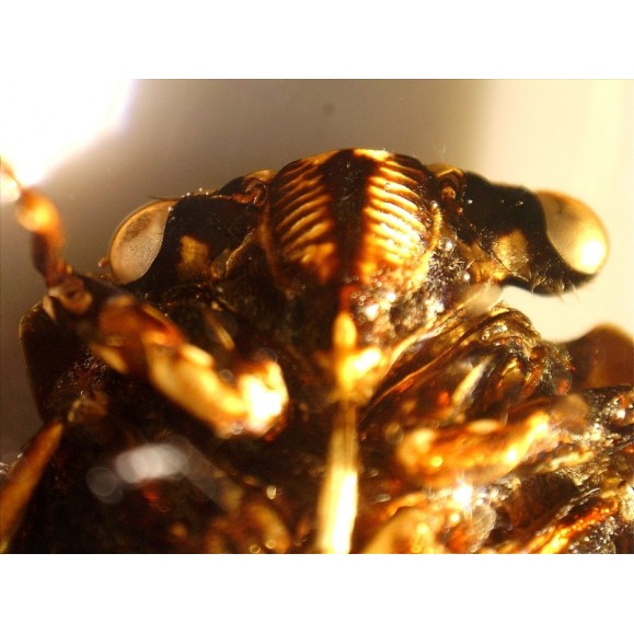 Celestron Microscópio Digital de Mão Pro 44308