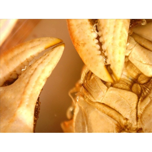 Celestron Microscópio Digital de Mão Pro 44308