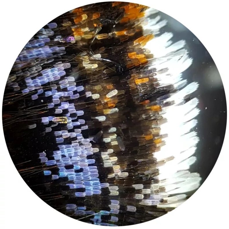 Microscópio Bresser Biolux HD NV...