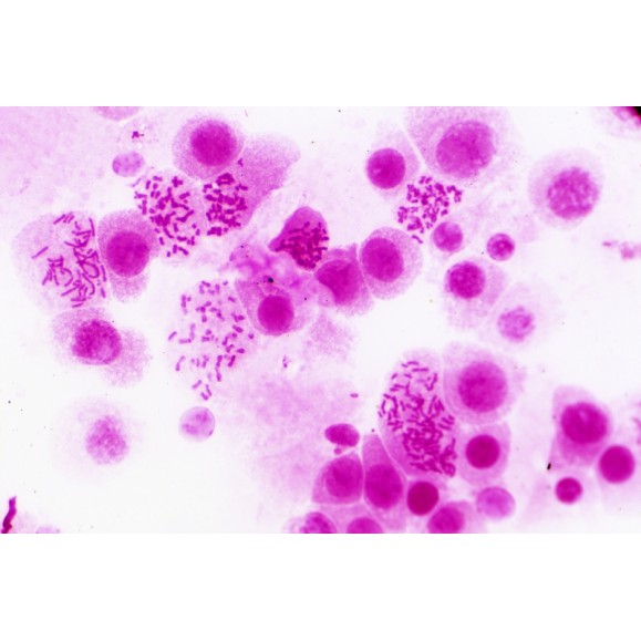 BRESSER Amostras preparadas: Histologia